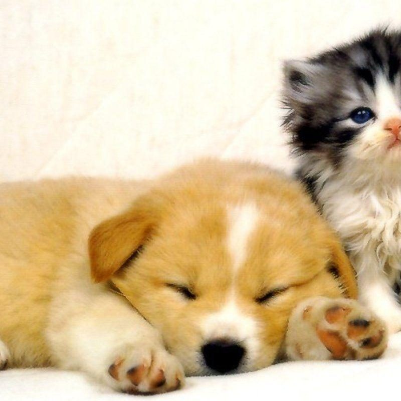 10 Most Popular Cat And Dog Wallpaper FULL HD 1080p For PC Background 2024 free download cat and dog wallpapers wallpaper cave 2 800x800