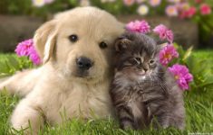 cats and dog wallpaper | high definition wallpapers, high definition