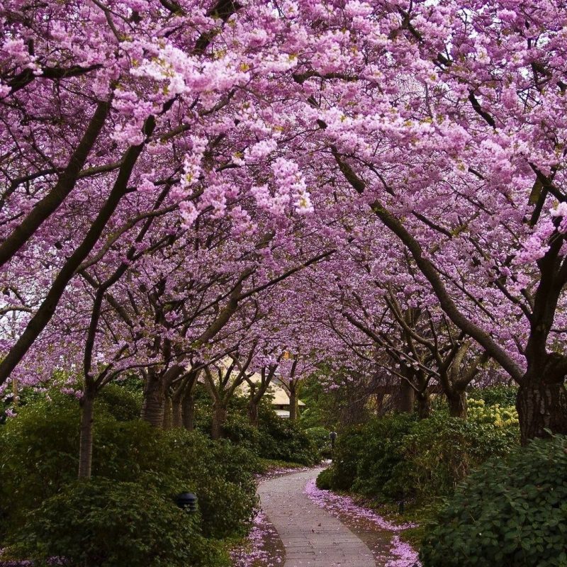 10 New Japanese Cherry Blossoms Wallpaper Full Hd 1080p For Pc Desktop 2021