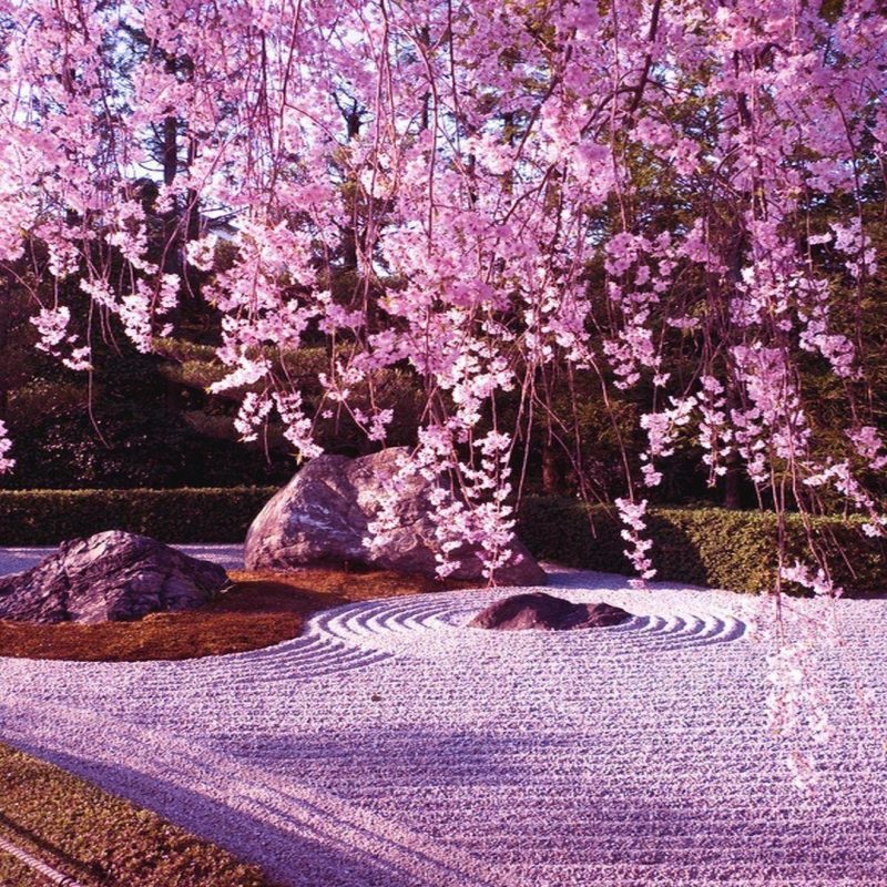 10 Best Cherry Blossom Wallpaper Desktop FULL HD 1920×1080 For PC Desktop 2024 free download cherry blossom desktop wallpapers wallpaper cave 3 800x800