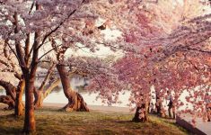 cherry blossom desktop wallpapers wallpaper | computer wallpaper