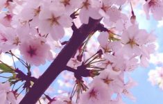 cherry blossom iphone 6 plus wallpaper 6556 - flowers iphone 6 plus