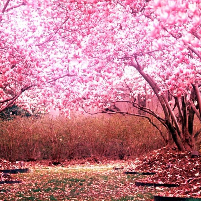 10 Latest Cherry Blossoms Wallpaper Hd FULL HD 1920×1080 For PC Background 2023 free download cherry blossom wallpaper hd pixelstalk 1 800x800