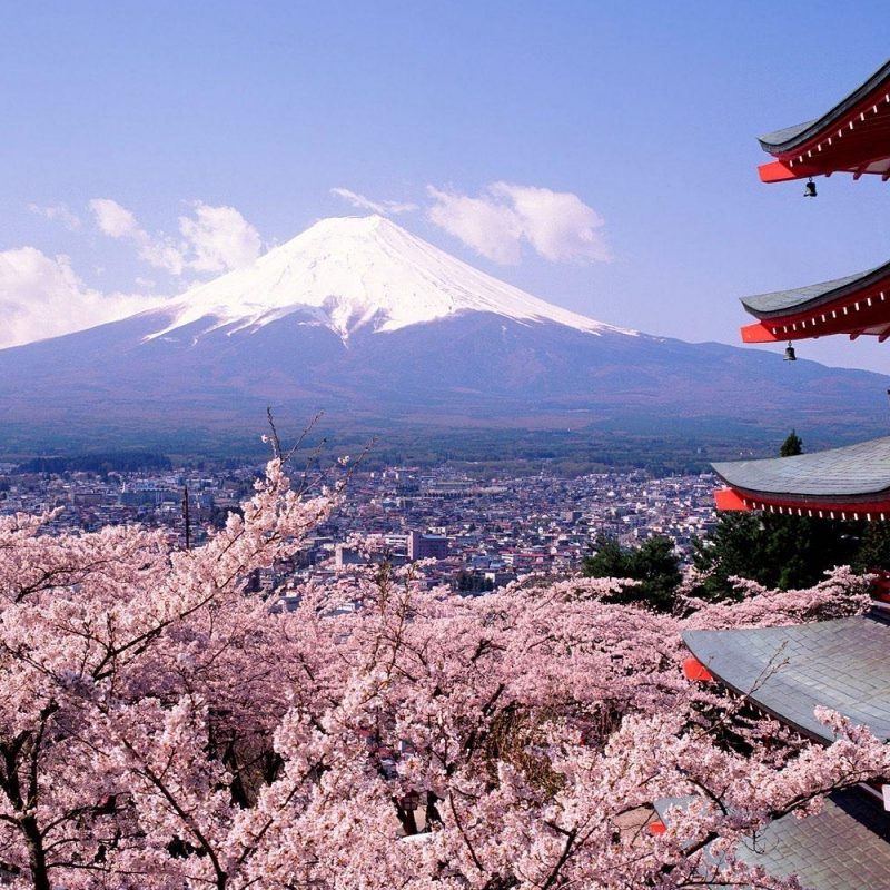10 Top Japan Cherry Blossom Wallpaper Hd FULL HD 1920×1080 For PC Background 2024 free download cherry blossoms and mount fuji japan wallpaper media file 800x800