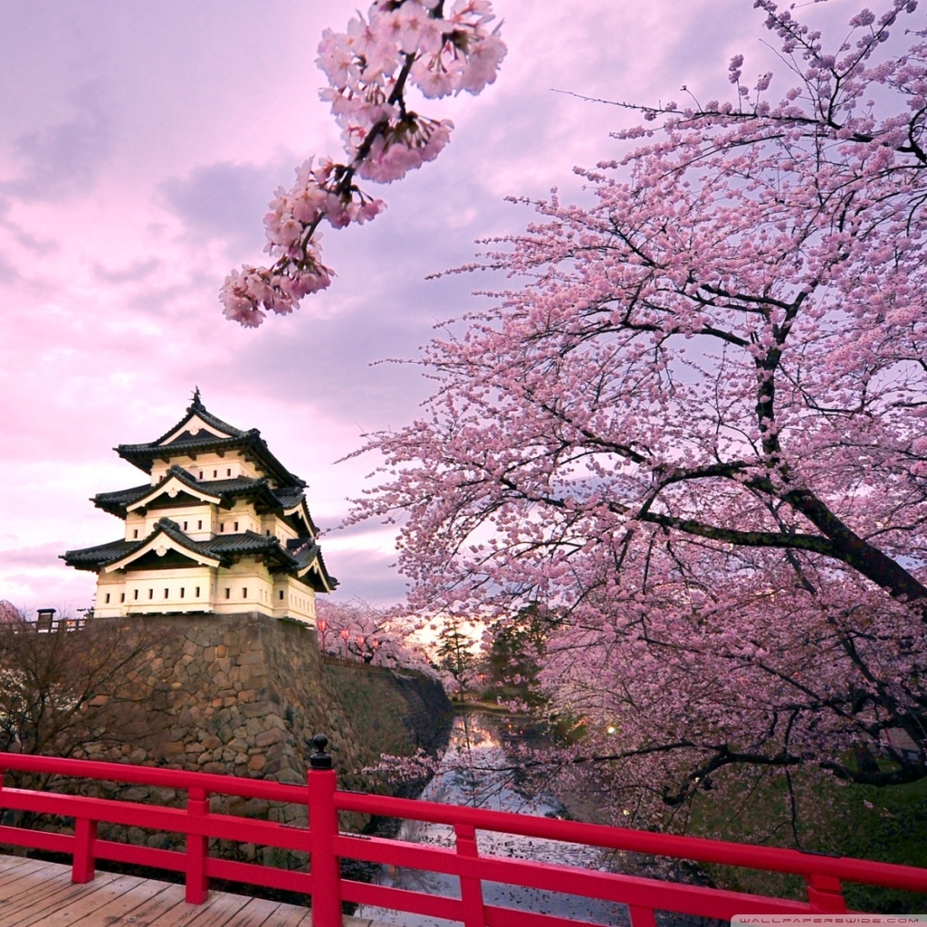 10 Best Cherry Blossom Japan Wallpaper FULL HD 1920×1080 For PC Desktop 2021 free download cherry blossoms japan e29da4 4k hd desktop wallpaper for 4k ultra hd 1