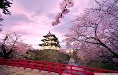 cherry blossoms, japan ❤ 4k hd desktop wallpaper for 4k ultra hd