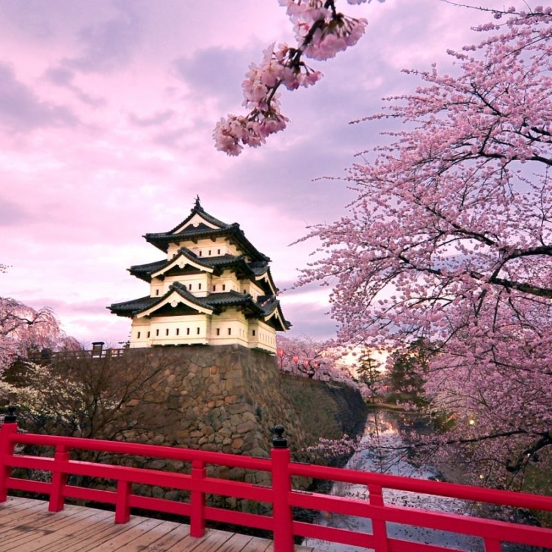 10 Most Popular Cherry Blossom Wallpapers Hd FULL HD 1080p For PC Desktop 2024 free download cherry blossoms japan e29da4 4k hd desktop wallpaper for 4k ultra hd tv 3 800x800