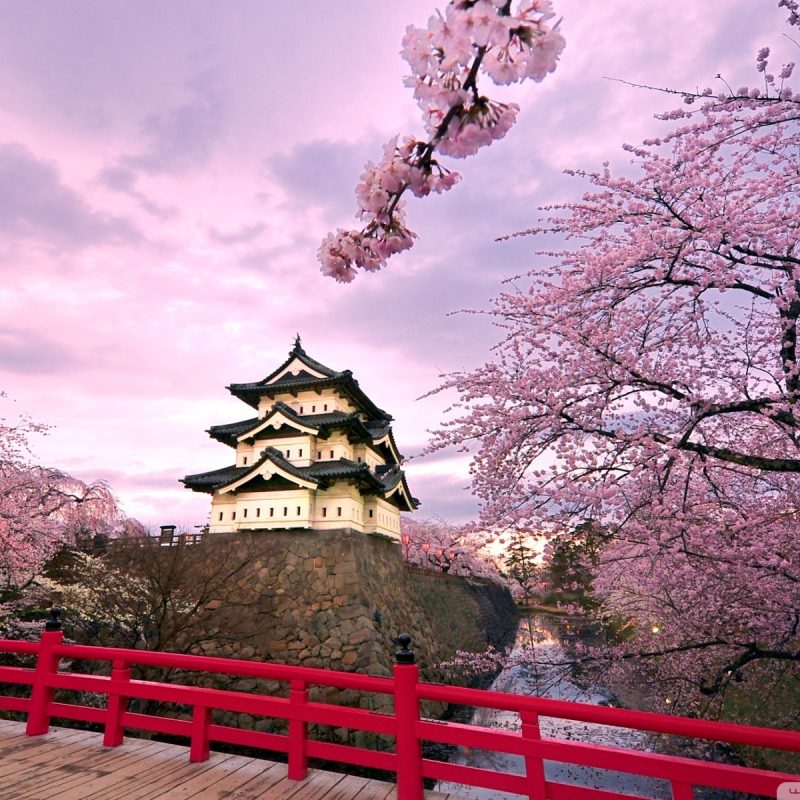 10 Top Japan Cherry Blossom Wallpaper Hd FULL HD 1920×1080 For PC Background 2024 free download cherry blossoms japan e29da4 4k hd desktop wallpaper for 4k ultra hd tv 6 800x800