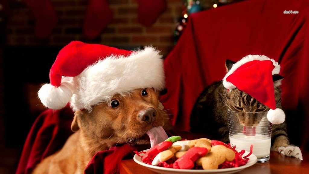 10 New Cute Animal Christmas Wallpaper FULL HD 1080p For PC Desktop 2024 free download christmas is right around the corner and carols are echoing in the 1024x576