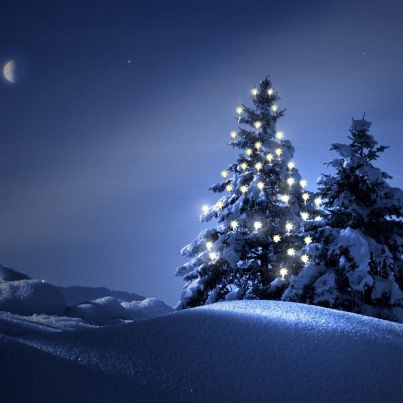10 Best Christmas Tree Snow Wallpaper Hd FULL HD 1920×1080 For PC Background 2021 free download christmas trees in the snow wallpaper 4058 background wallpaper hd 800x800