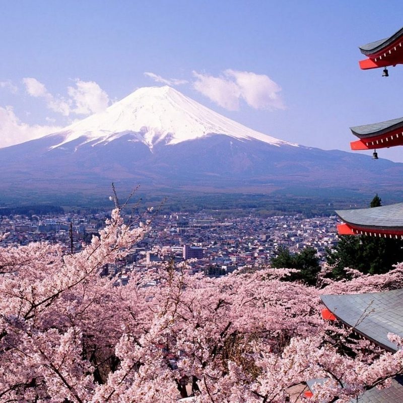 10 New Japanese Cherry Blossoms Wallpaper FULL HD 1080p For PC Desktop 2024 free download chureito pagoda japan mount fuji cherry blossoms wallpaper 167308 800x800