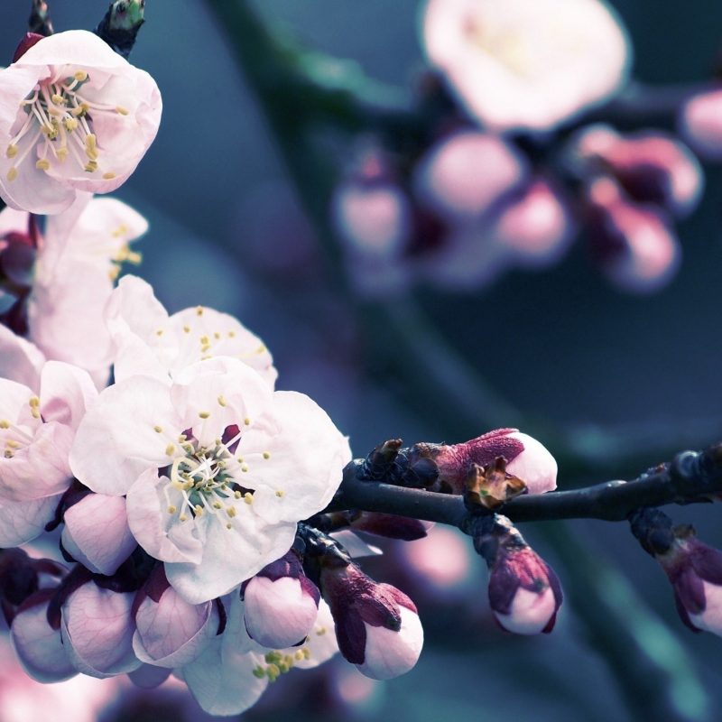 10 Most Popular Cherry Blossom Wallpaper Desktop 1920X1080 FULL HD 1920×1080 For PC Background 2024 free download close up of cherry blossom e29da4 4k hd desktop wallpaper for 4k ultra 800x800