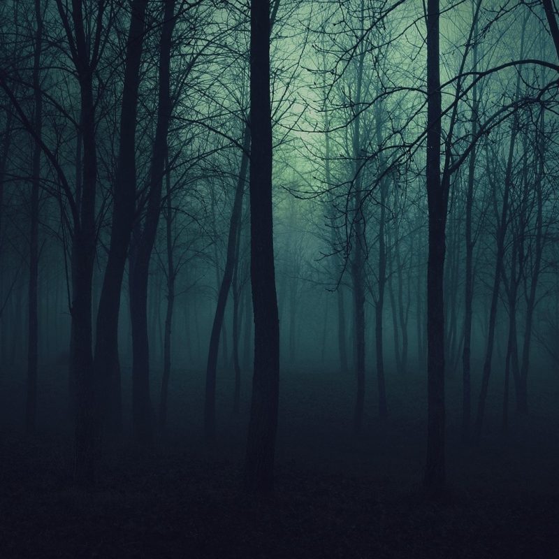 10 Top Hd Wallpapers Dark Forest FULL HD 1080p For PC Background 2021 free download collection dark forest pictures for mobile and desktop 800x800