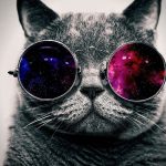 cool cat wallpaper (71+ images)