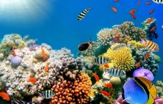 coral reefs wallpapers hd widescreen desktop backgrounds | hd