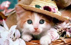 cute animal wallpaper | **animals: kitten cuties ** | pinterest