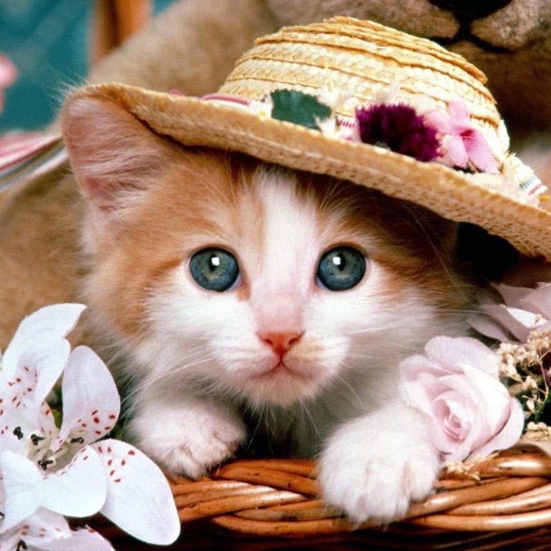 10 Most Popular Wallpapers Of Cute Animals FULL HD 1920×1080 For PC Background 2024 free download cute animal wallpaper animals kitten cuties pinterest 800x800