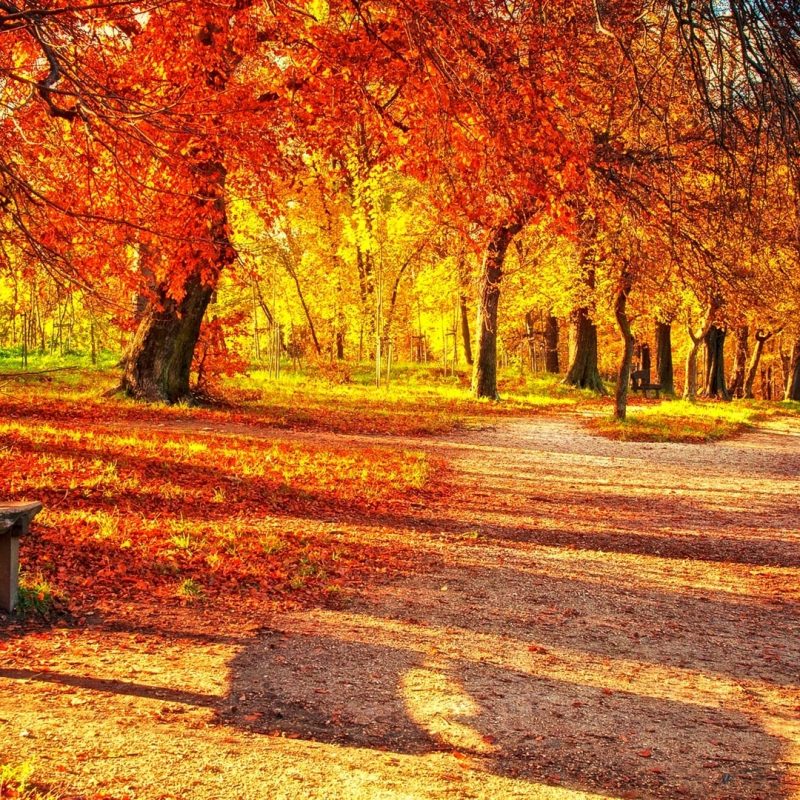 10 Latest Fall Leaves Hd Wallpaper FULL HD 1080p For PC Desktop 2024 free download cute autumn leaves hd wallpapers 800x800