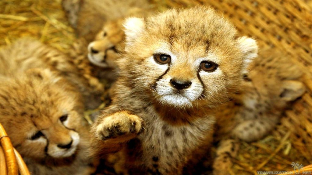 10 Latest Wallpaper Of Baby Animals FULL HD 1920×1080 For PC Desktop 2024 free download cute baby animal 873420 walldevil 1024x576