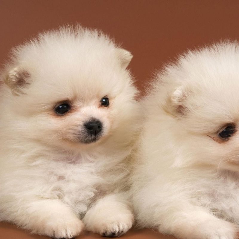 10 Most Popular Images Of Baby Dogs FULL HD 1080p For PC Background 2024 free download cute baby dogs wallpaper wallpaper studio 10 tens of thousands 800x800