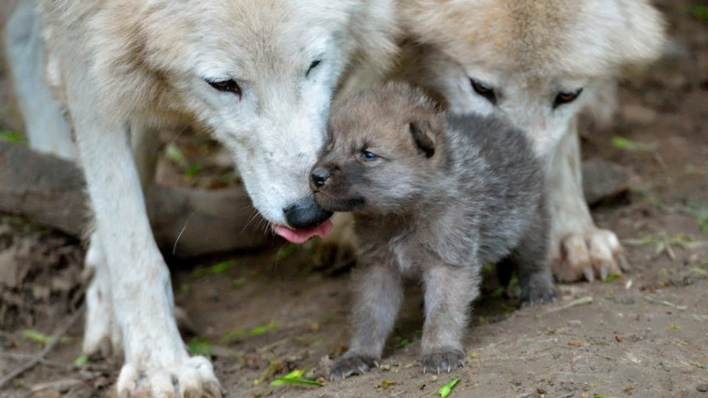 10 Most Popular Images Of Baby Wolves FULL HD 1920×1080 For PC Background 2024 free download cute baby wolf puppies take first steps youtube 1024x576