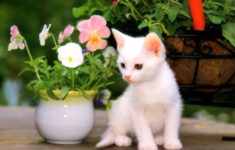 cute cat wallpapers free download collection (72+)