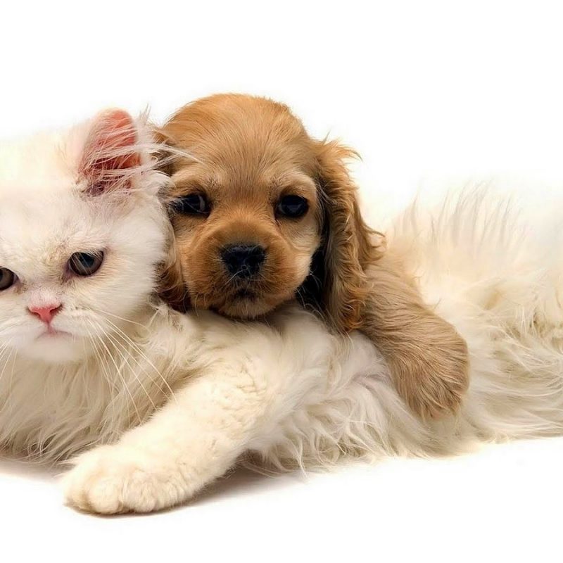 10 New Dog And Cat Wallpaper FULL HD 1920×1080 For PC Desktop 2024 free download cute cats and dogs pictures hd animal wallpaper of a cat and dog 1 800x800