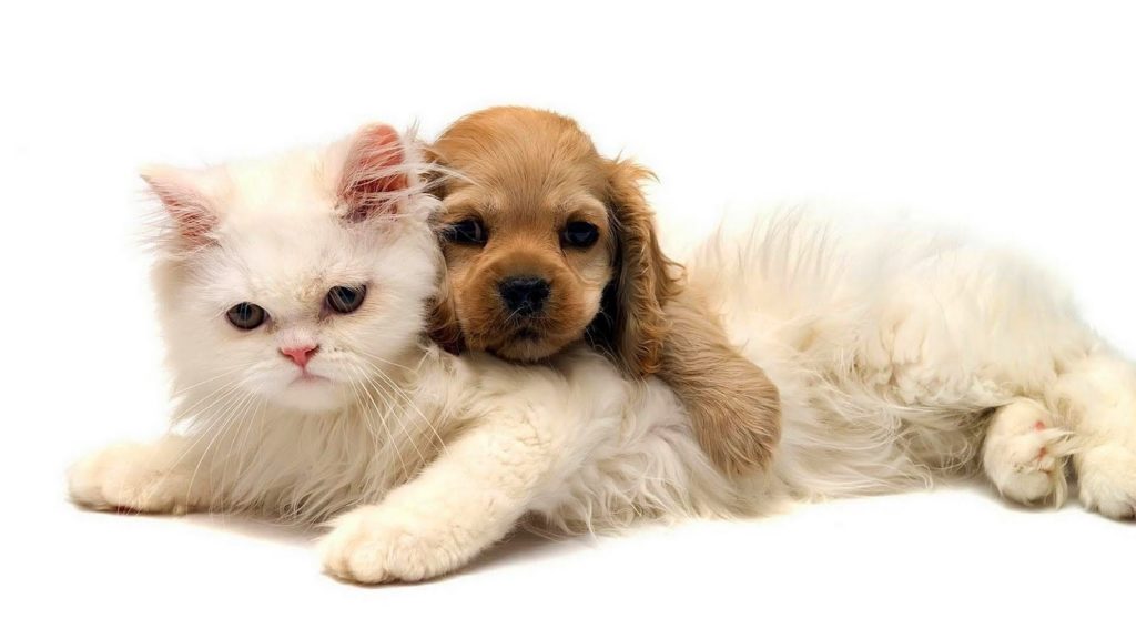 10 New Dog And Cat Backgrounds FULL HD 1920×1080 For PC Background 2024 free download cute cats and dogs pictures hd animal wallpaper of a cat and dog 1024x576