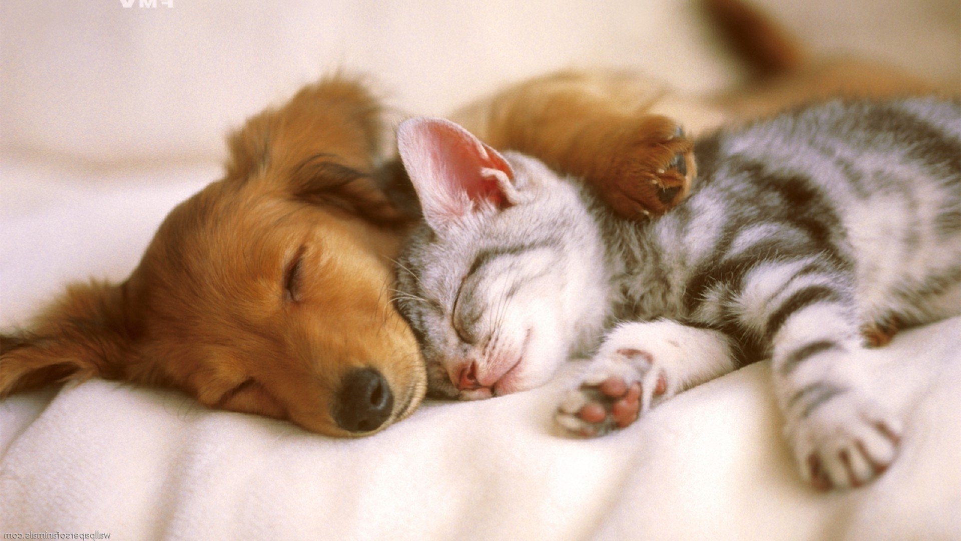 10 Most Popular Cat And Dog Wallpaper FULL HD 1080p For PC Background 2023