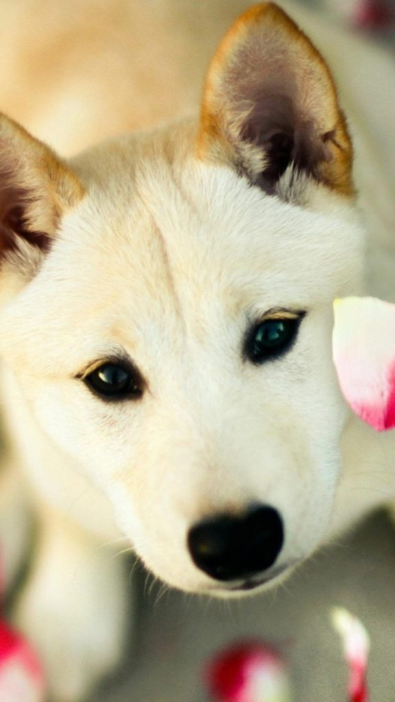 10 Best Dog Wallpaper For Android FULL HD 1920×1080 For PC Desktop 2024 free download cute dog pink petals android wallpaper free download 576x1024
