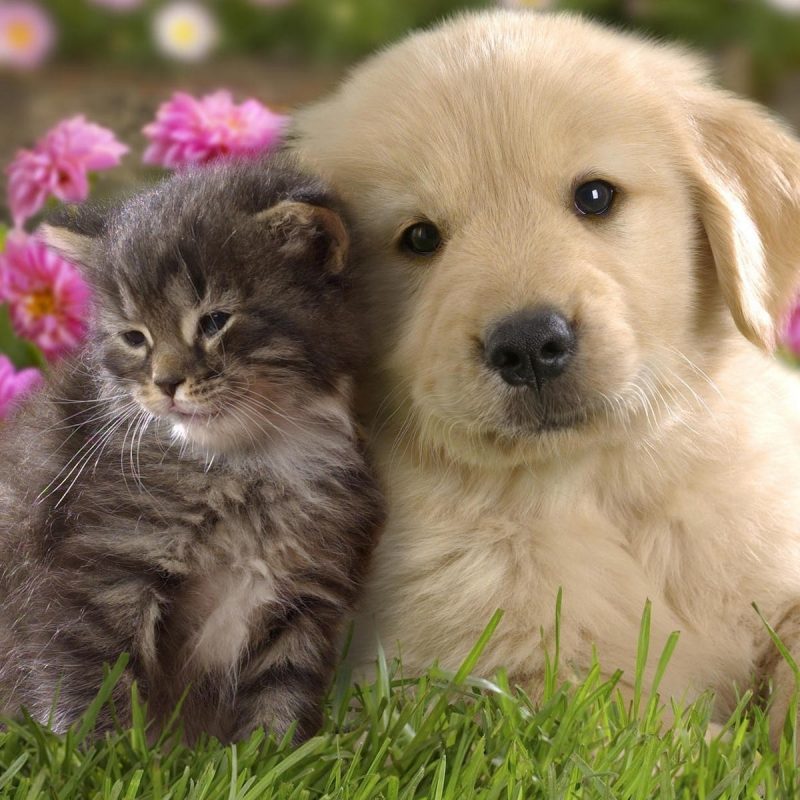 10 Latest Cute Puppies And Kittens Wallpaper FULL HD 1080p For PC Background 2021 free download cute kitten and puppy wallpaper cute wallpaper better 800x800