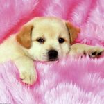 cute little puppys puppy pictures widescreen with small high quality