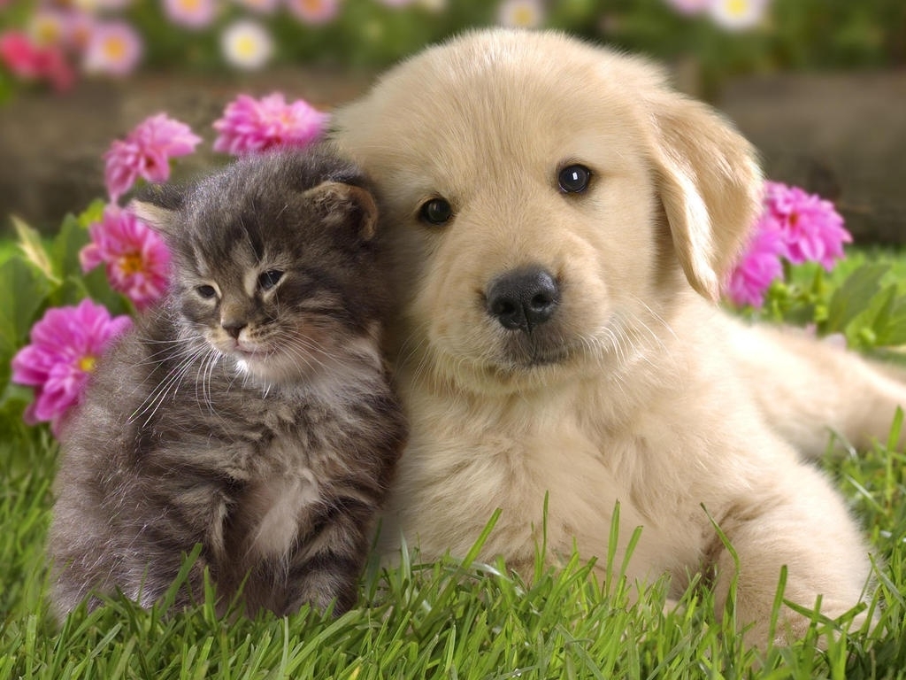 cute pictures of puppies and kittens together | pets world