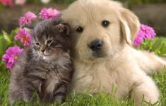 cute pictures of puppies and kittens together | pets world