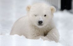 cute polar bear hd images 07774 - baltana