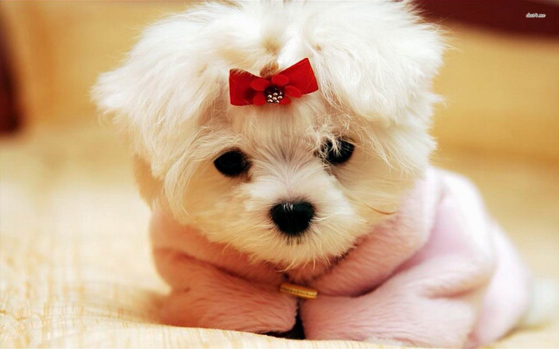 10 Most Popular Cute Puppy Pictures Wallpaper FULL HD 1920×1080 For PC ...