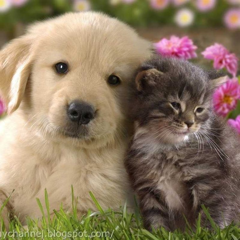 10 Latest Cute Puppies And Kittens Wallpaper FULL HD 1080p For PC Background 2021 free download cute puppies and kittens wallpaper free puppy pictures wallpapers 800x800