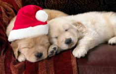 cute puppies pet christmas pictures wallpaper