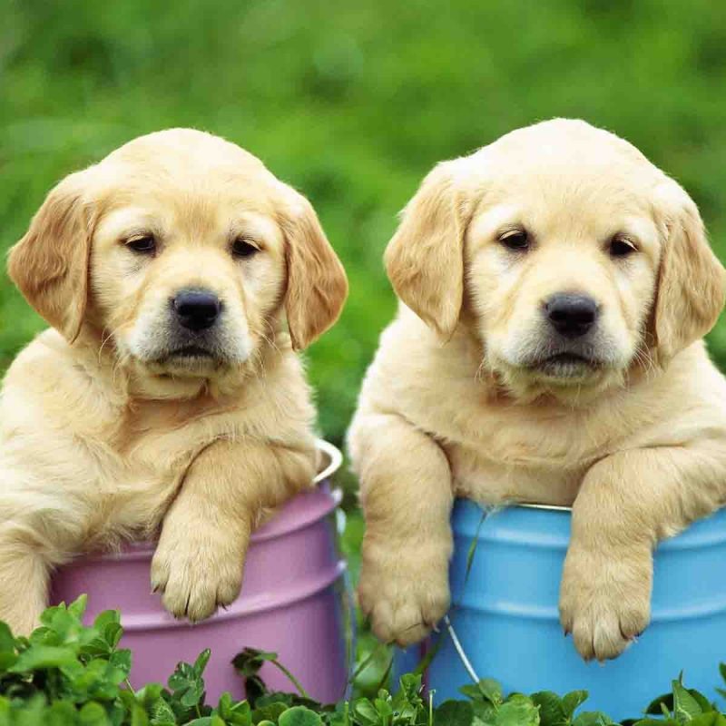 10 Most Popular Cute Puppy Wallpaper Hd FULL HD 1920×1080 For PC Background 2021 free download cute puppies wallpapers hd wallpaper cave 800x800