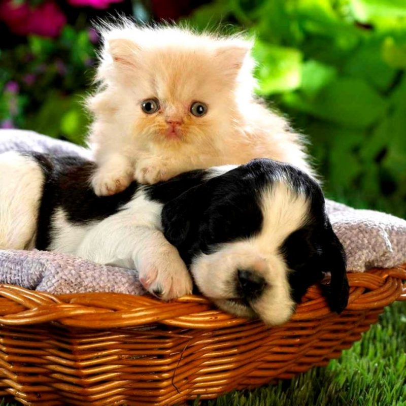 10 Latest Cute Puppies And Kittens Wallpaper FULL HD 1080p For PC Background 2021 free download cute puppy and kitten wallpaper wallpapers gallery 800x800