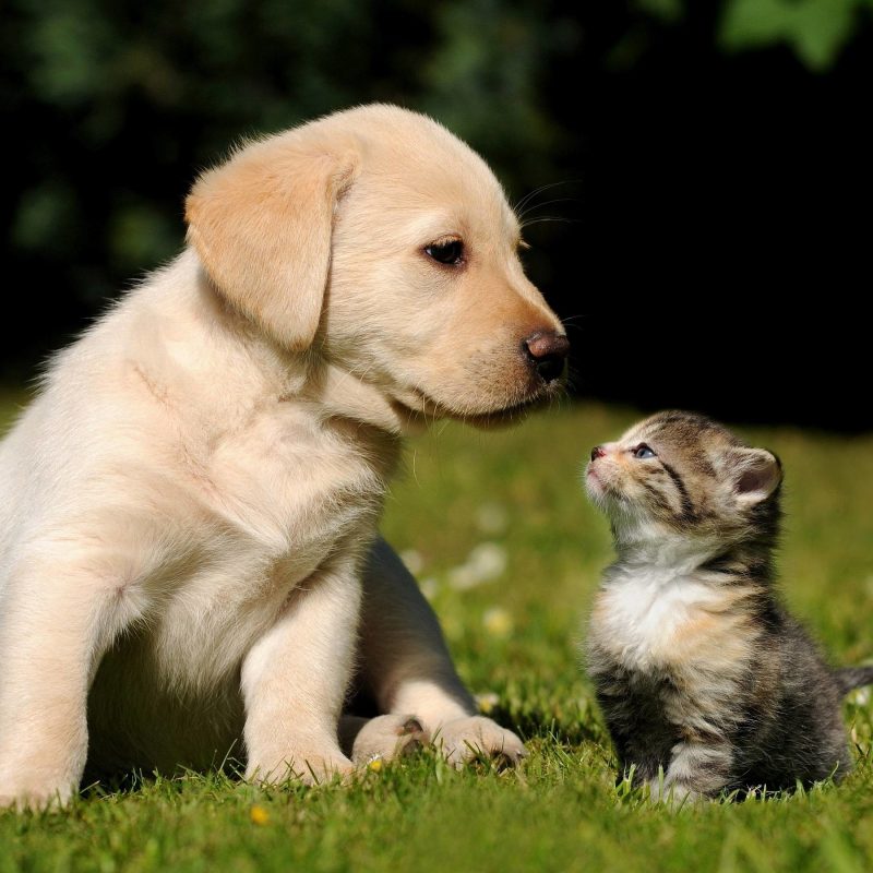 10 Latest Cute Puppies And Kittens Wallpaper FULL HD 1080p For PC Background 2021 free download cute puppy and kitten wallpapers 58 images 800x800