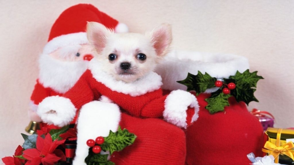 10 New Cute Puppy Christmas Pictures FULL HD 1920×1080 For PC Background 2024 free download cute puppy christmas images dowload 1024x576
