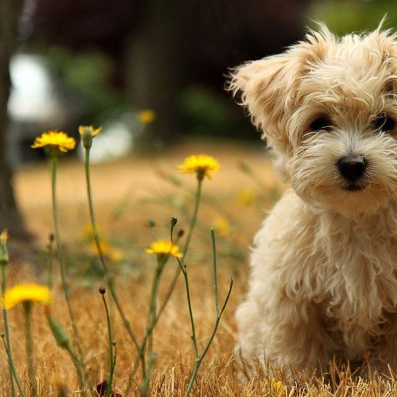 10 Most Popular Cute Puppies Wallpapers For Computer FULL HD 1920×1080 For PC Background 2021 free download cute puppy desktop wallpapers wallpaper cave 2 800x800