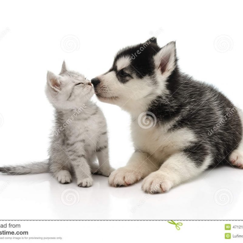 10 Latest Cute Puppy And Kitten Pics FULL HD 1920×1080 For PC Desktop 2021 free download cute puppy kissing kitten stock photo image of tabby 47121102 800x800