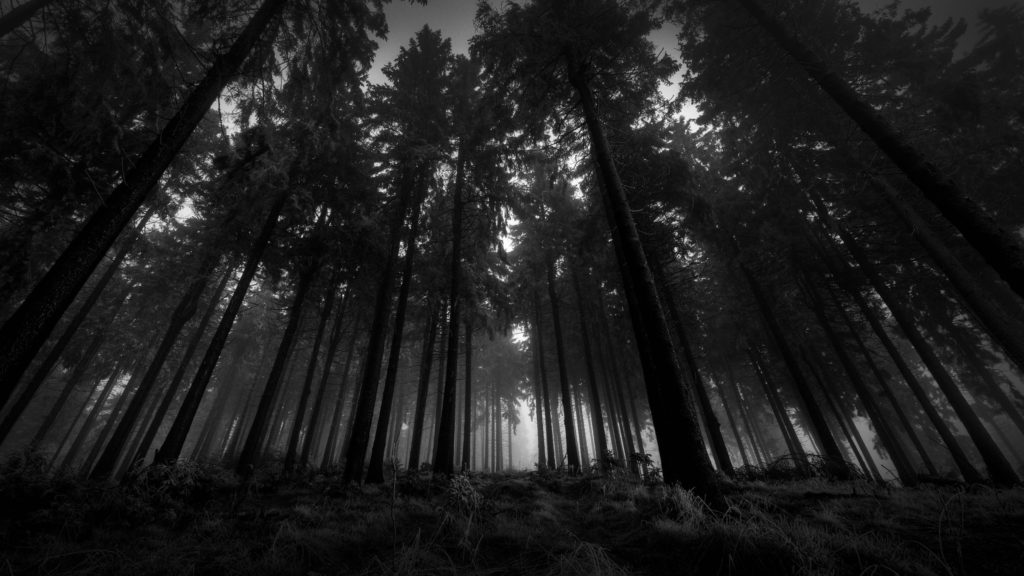 10 Latest Dark Forest Background With Moon FULL HD 1920×1080 For PC Background 2024 free download dark forest backgrounds wallpaper cave 1 1024x576