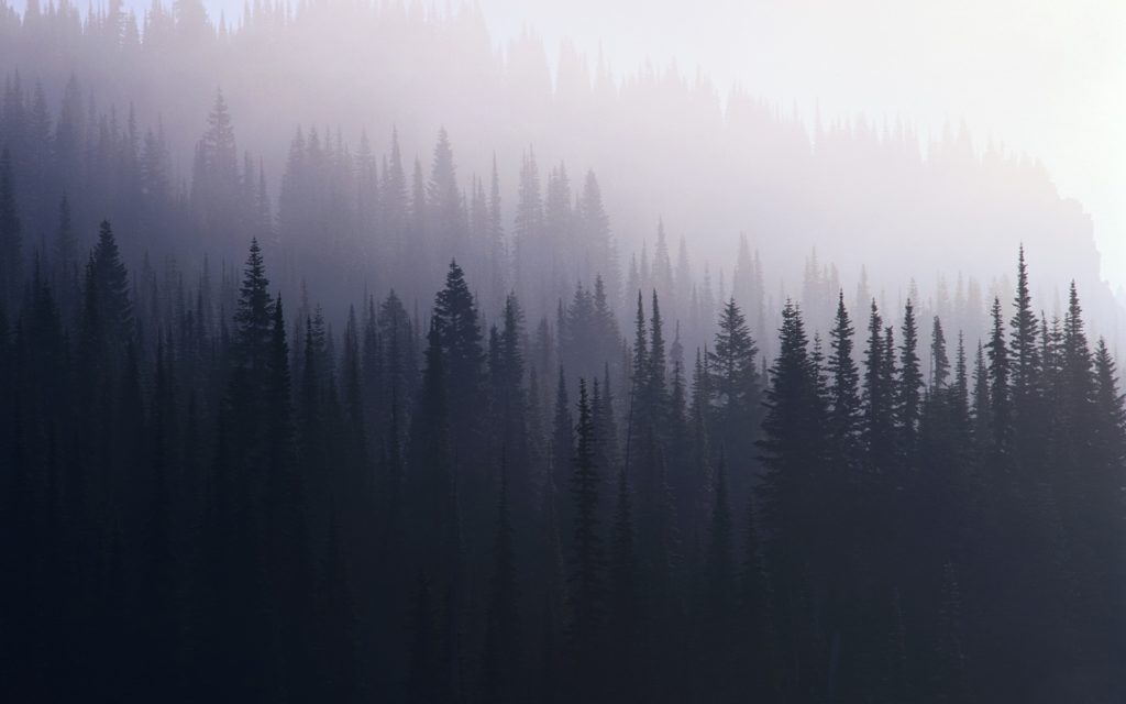 10 Top Dark Forest Background Tumblr FULL HD 1080p For PC Background 2024 free download dark forest tumblr theme userstyles 1024x640