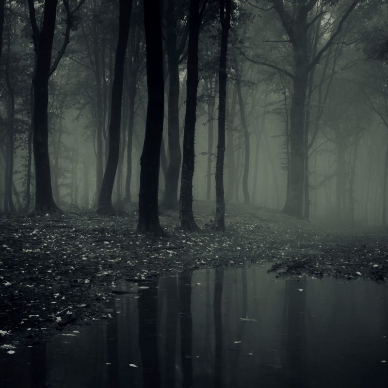 10 Latest Dark Forest Wallpapers Hd FULL HD 1920×1080 For PC Background 2021 free download dark forest wallpapers download free download free 1 800x800