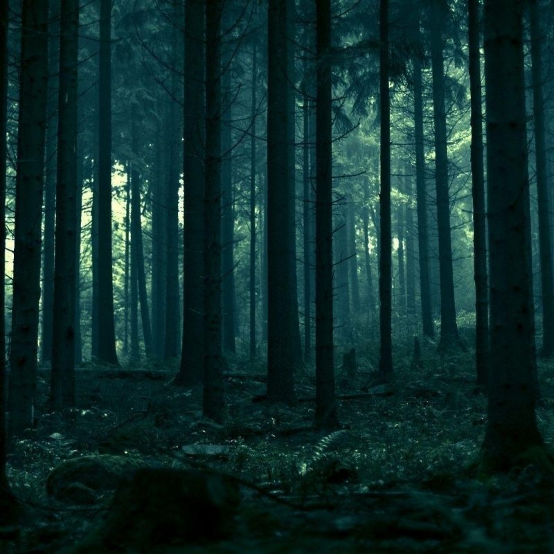 10 Most Popular Dark Forest Wallpaper Hd FULL HD 1080p For ...