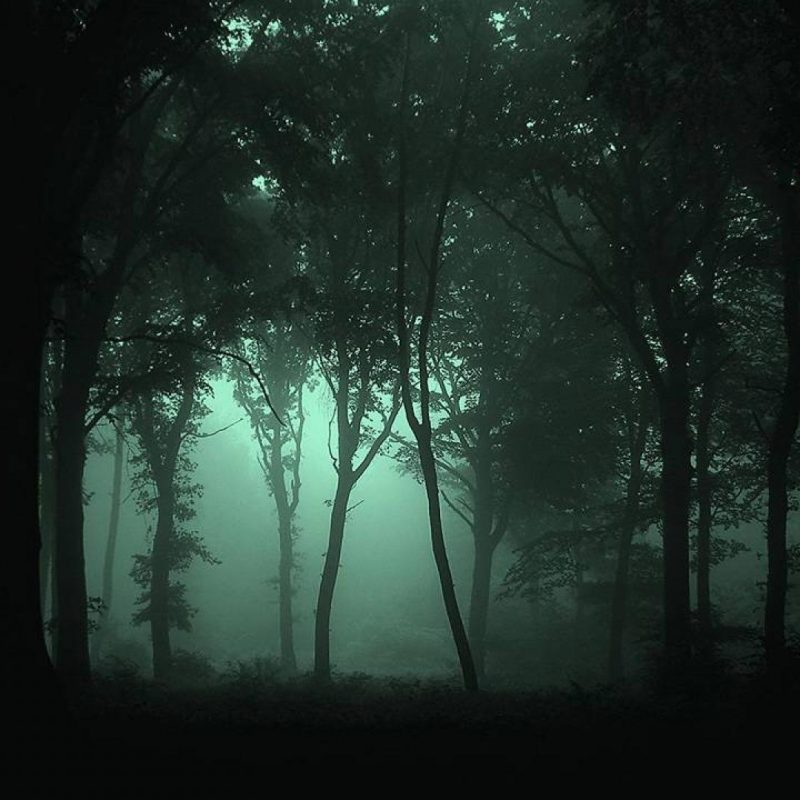 10 Most Popular Dark Green Forest Wallpaper FULL HD 1080p For PC Background 2021 free download dark forest wallpapers wallpaper cave 5 800x800