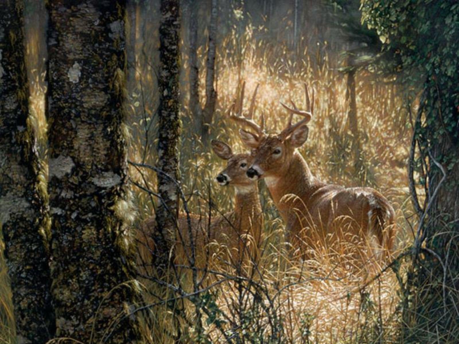 Работы с дикими животными. Коллин Богл художник картины.